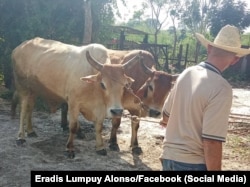 Un campesino con su yunta de bueyes. (Foto: Eradis Lumpuy Alonso/Facebook)