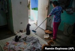 Un gatito llamado Mini, en el centro, mira cómo la técnico veterinaria Elizabeth Meade barre el suelo en el refugio de animales Adopciones por Amor en La Habana.