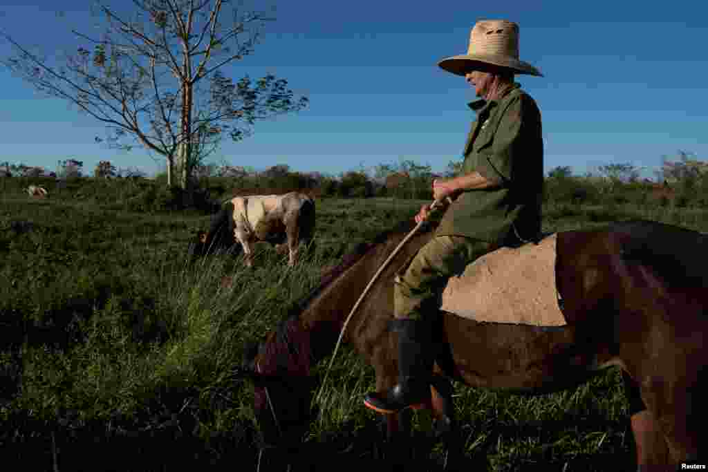 El ganadero Jorge Luis González, de 60 años, vigila el ganado mientras pastorea en su finca en Caimito, Artemisa, Cuba, el 18 de noviembre de 2024. REUTERS/Alexandre Menegnini