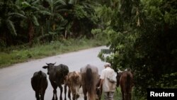 Un campesino pastorea ganado en la granja Aranguito, a las afueras de La Habana / Foto: Desmond Boylan - Reuters